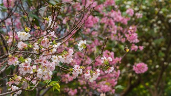 The Hong Kong Velodrome Park is located in Tseung Kwan O adjacent to the Hong Kong Velodrome. Covering an area of around 5.3 hectares, the park accommodates a sprawling lawn, a skatepark and artificial lakes. Every Spring, cherry blossoms turn the park into a sea of white and pink flowers.